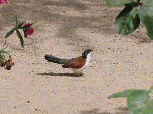 coucal