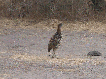 francolin