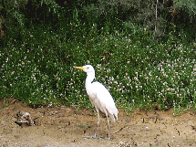 heron-garde-boeuf