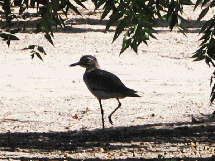 oedicneme-du-senegal