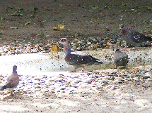 pigeon-de-guinee