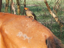 pique-boeuf-a-bec-jaune