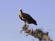 vautour