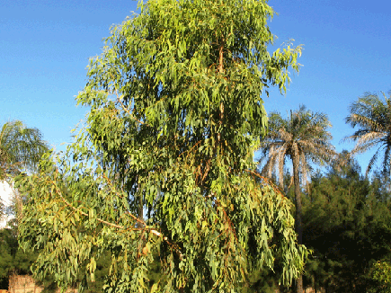 Eucalyptus