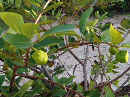 annona-corossolier