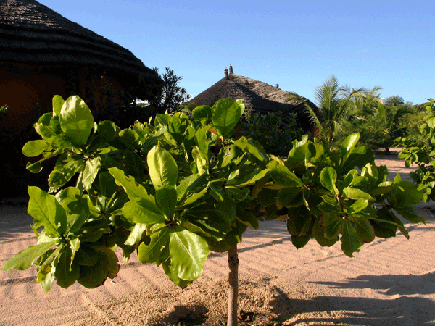 Terminalia catappa-badamier