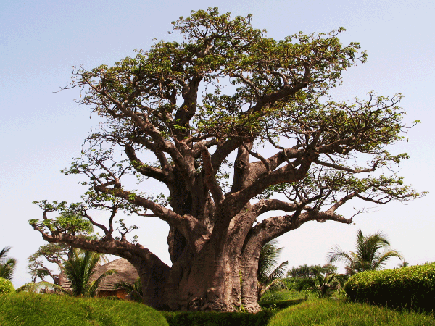 Baobab