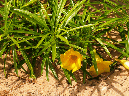 Laurier jaune