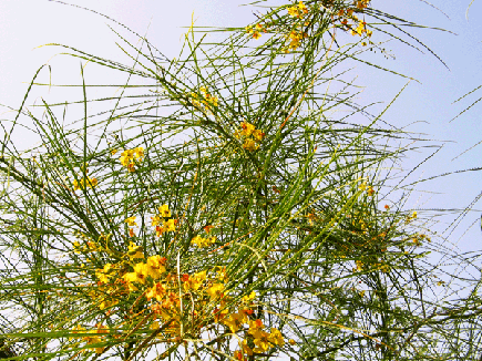 parkinsonia