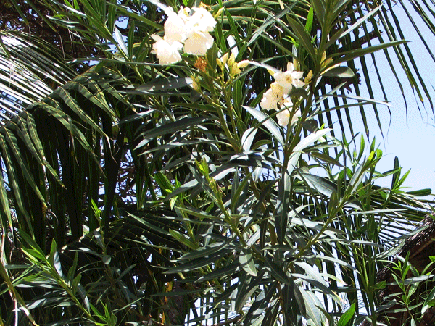 laurier-blanc