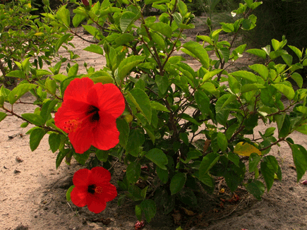 hibiscus