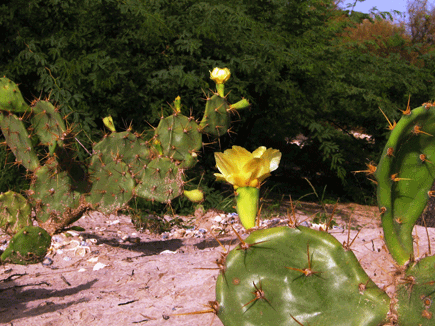 cactus